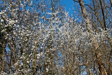Blossom white flower on tree in fresh forest, spring weather