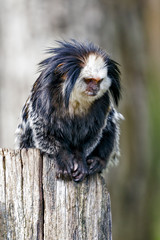 white-headed marmoset