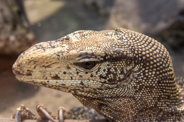 Varanus salvator, common water monitor close-up.