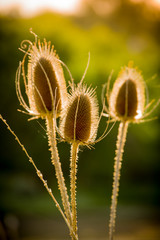 Obraz premium Dried Thistle In Sun