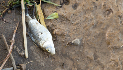 Dead fish lies on the shore of the lake