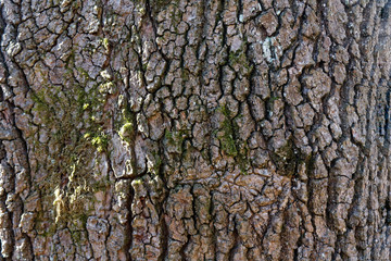Wooden tree bark texture in spring forest, sunny day