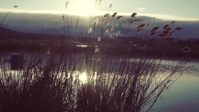 Lake landscape at sunset. Reed on the shore of the lake at sunset
