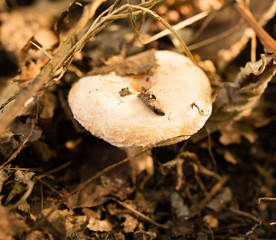 Edible fungus grows in the woods