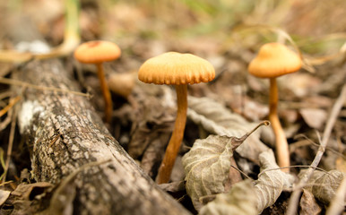 Inedible fungus grows in the woods outdoors