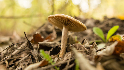 Inedible fungus grows in the woods outdoors