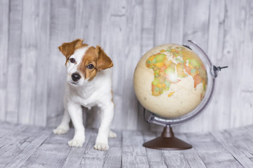 cute small beautiful dog sitting on grey wood background with world globe besides. Travel and education concept. Lifestyle