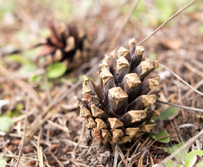 Cones on the ground in the forest