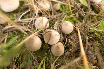 Inedible fungus grows in the woods outdoors