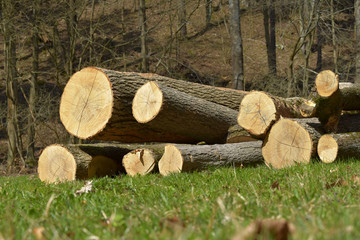 Pile of cropped trees, background deciduous forest in spring