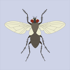 fly icon. Insect world elements icon. Premium quality graphic design icon. Simple line icon for websites, web design, mobile app, info graphics on white background