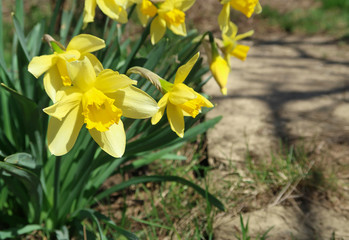 Close up of yellow blooming daffodils outdoors