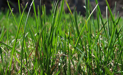 Close up of green grass growing in soil