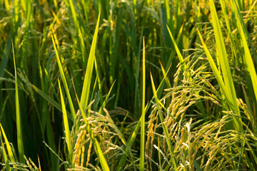 Paddy Rice Field in Sunset Time