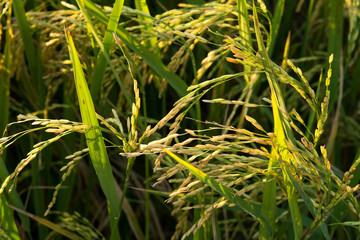Paddy Rice Field in Sunset Time