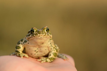 Obraz premium European Green Toad (Bufo viridis) sitting on a hand