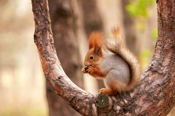 The red Squirrel sitting on a tree with a nut in his paws