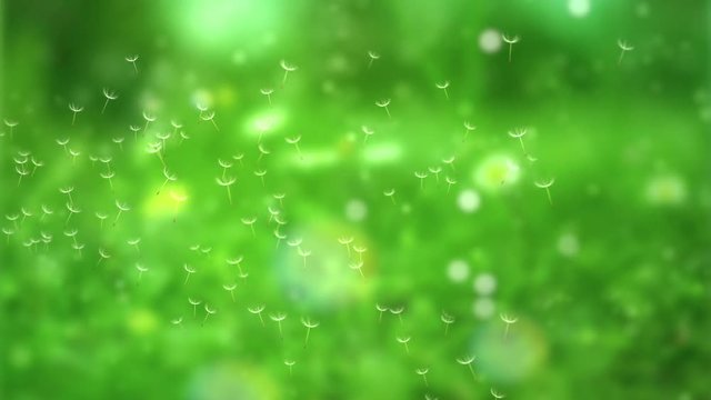 flying dandelion and pollen cause allergy