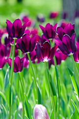 Field of  purple tulips