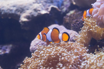 Clown Fish (Amphiprion ocellaris) and sea anemones as background