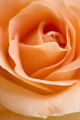 Salmon color Rose
