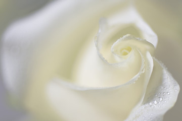 White Wedding Rose Blurred