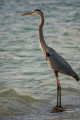Great blue heron standing in seawater near Sarasota