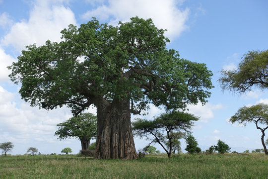 Baobab-Baum im Tarangire Nationalpark, Tansania