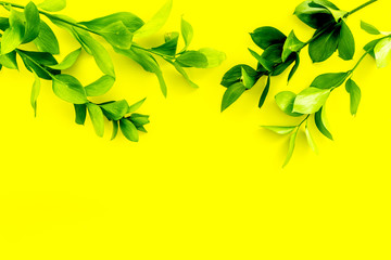 Fototapeta na wymiar Summer background. Young sprig with green foliage on yellow top view space for text