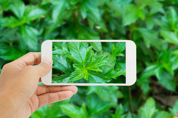 smartphone with green leaf background