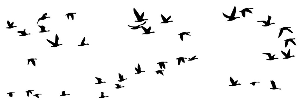 Flight of birds.