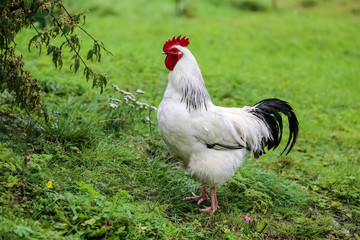 Rooster Northern Norway