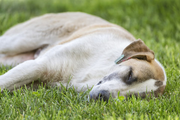 Stray Dog Sleeping On Grass