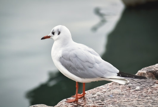Seagull in Ohrid