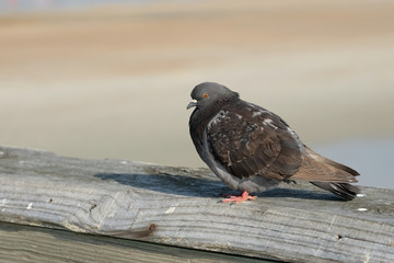 Fat Pigeon
