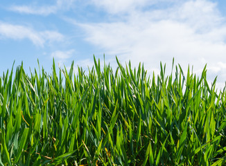 Gras Hintergrund mit Himmel