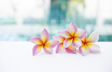 Colorful fresh Plumeria flower over blurred blue water background, summer tropical concept