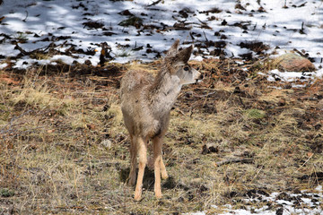 National Park Deer