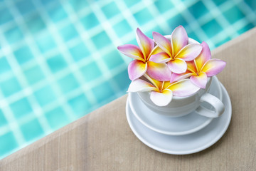 Colorful fresh Plumeria flow in white coffee cup over blurred blue swimming pool water background, summer tropical concept