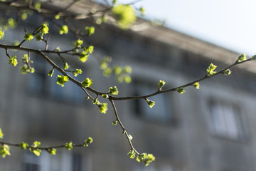Blossom fresh leaves