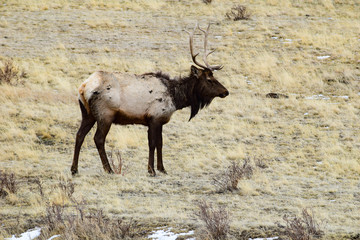 Elk Herd