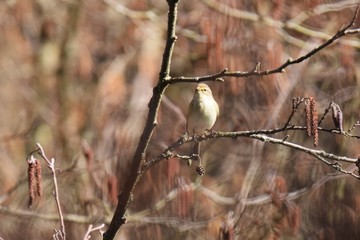 petit oiseau sur une branche