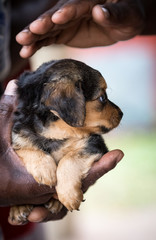 Obraz premium Protector