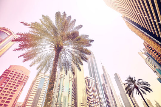 Palm trees in front of modern skyscrapers in Dubai, color toned picture, United Arab Emirates.