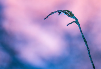 Closeup of tree branch and blurry background
