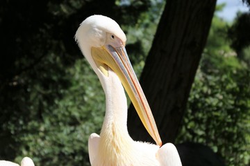 Rosapelikan (Pelecanus onocrotalus)
