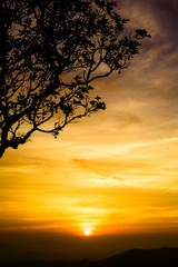 Silhouettes of the tree in sunset