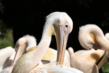 Great white pelican (Pelecanus onocrotalus)
