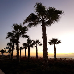 Fototapeta na wymiar Palms on sunset