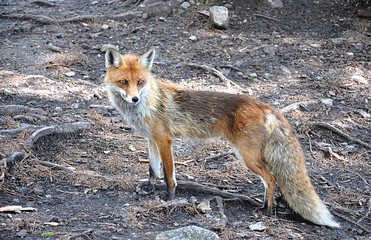 fox in nature
